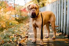 dogue de bordeaux