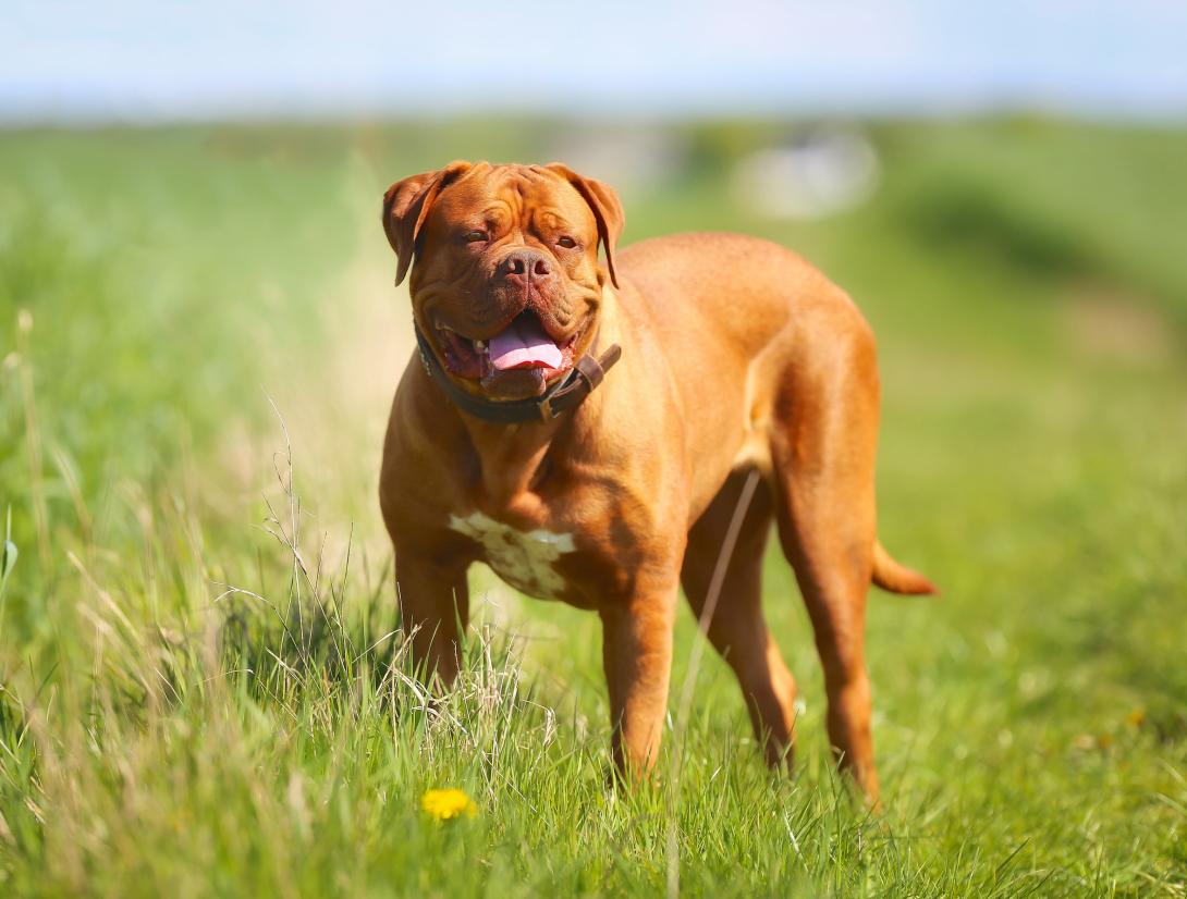 dogue de bordeaux